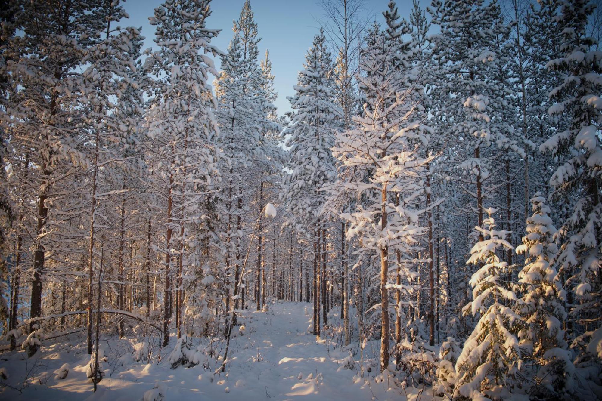 Готель Langforsen Glamping & Lapland Experience Lapptrask Екстер'єр фото